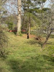 Found/Stray Male Dog last seen Koontz Intermediate School, Asheville, NC 28803