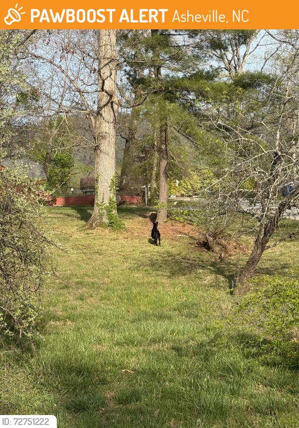 Found/Stray Male Dog last seen Koontz Intermediate School, Asheville, NC 28803