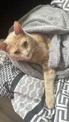 Lost Male Cat last seen Near curia cres, Mississauga, ON L4Z 2Y2