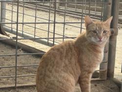 Lost Male Cat last seen Vitsa High School, Vista, CA 92084