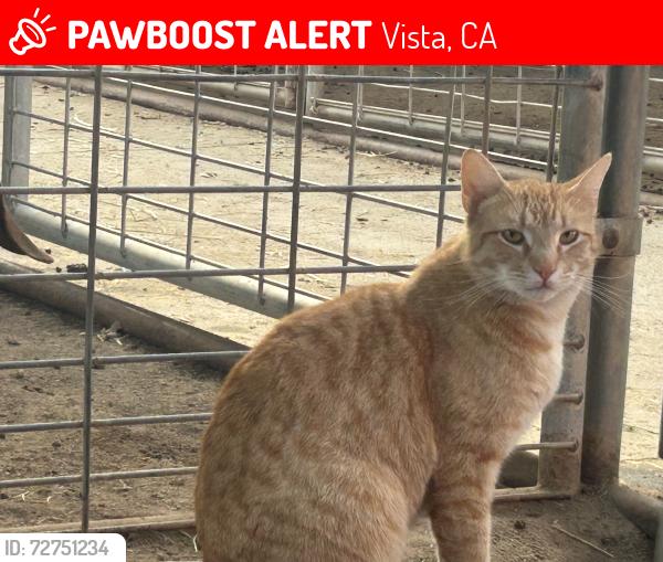 Lost Male Cat last seen Vitsa High School, Vista, CA 92084