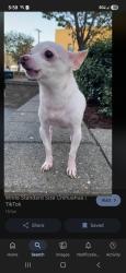 Lost Male Dog last seen Bowles dr, Rocky Mount, VA 24151
