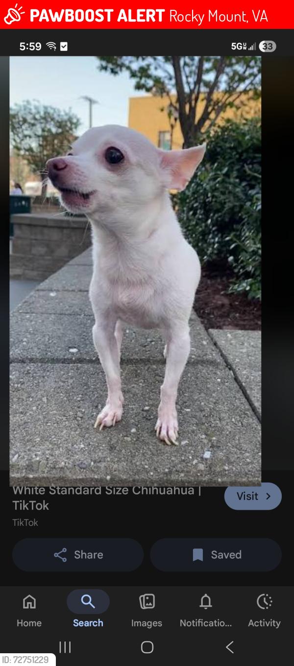 Lost Male Dog last seen Bowles dr, Rocky Mount, VA 24151