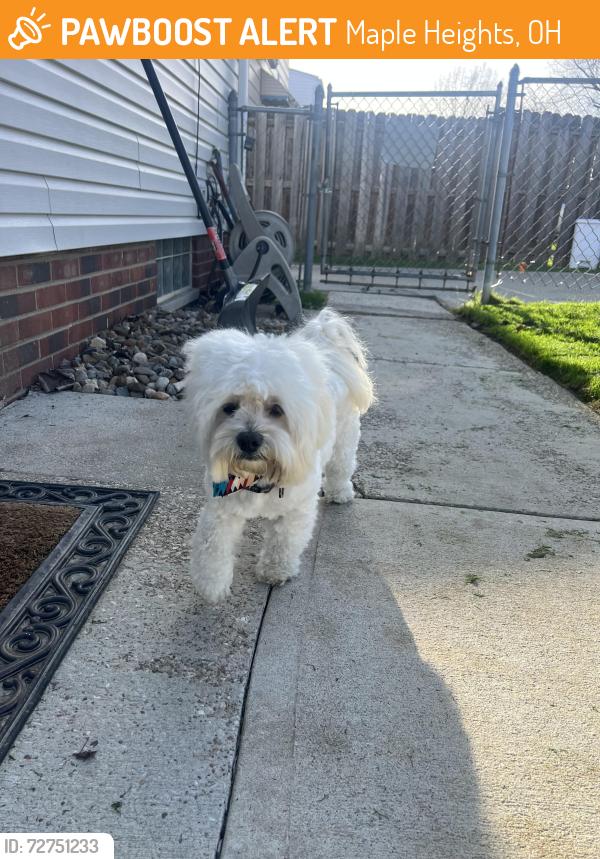 Found/Stray Male Dog last seen Walvern Blvd, Maple Heights, OH 44137