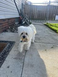 Found/Stray Male Dog last seen Walvern Blvd, Maple Heights, OH 44137