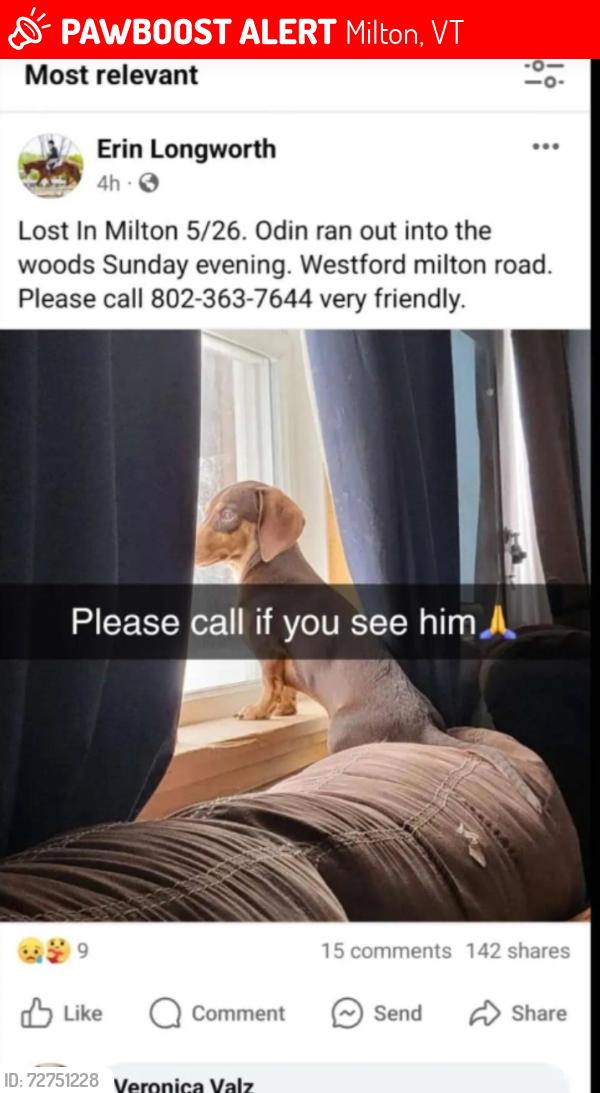 Lost Male Dog last seen Near Bernier drive , Milton, VT 05468