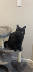 Lost Male Cat last seen 314th st se sultan wa, Sultan, WA 98294