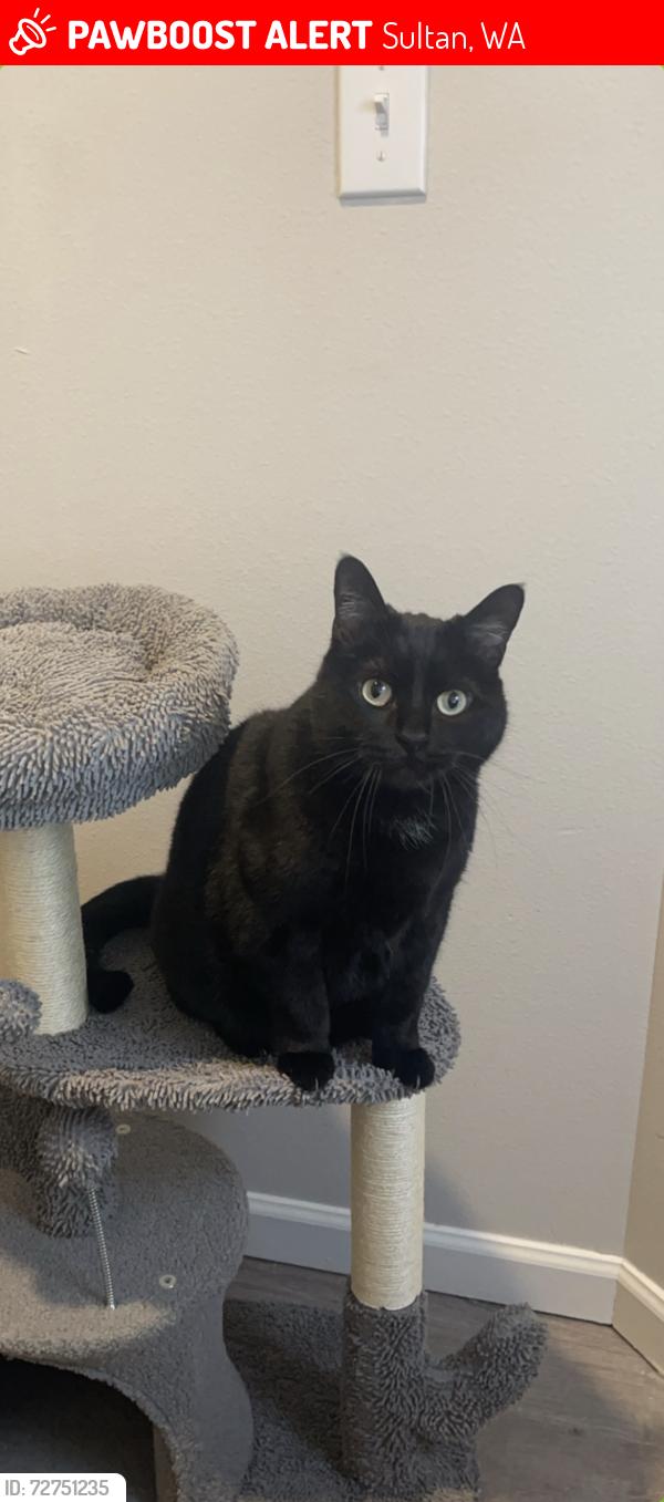 Lost Male Cat last seen 314th st se sultan wa, Sultan, WA 98294