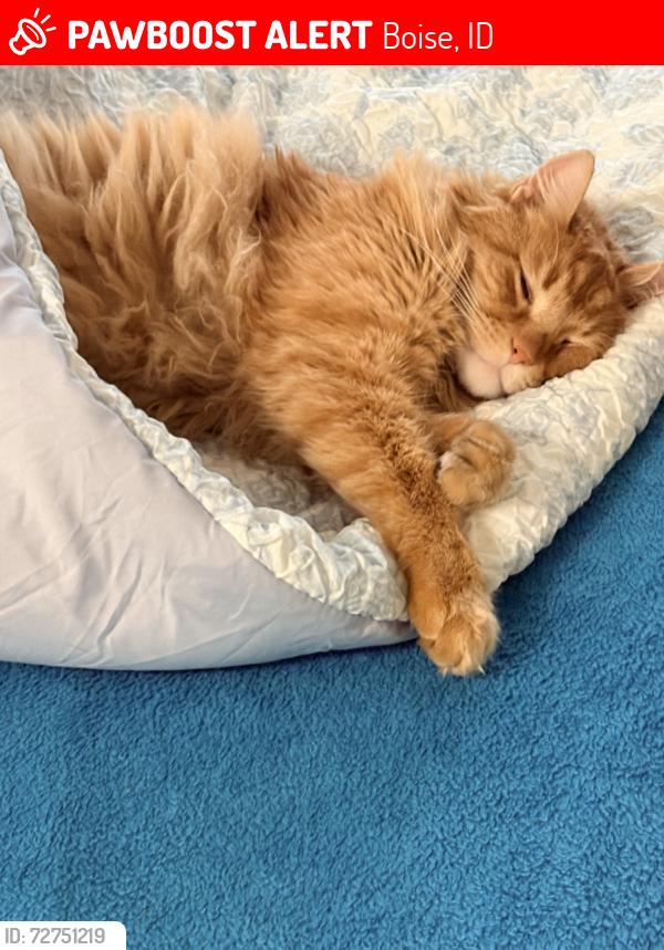 Lost Male Cat last seen Laurel Park, McKinley N Avenue H, Krall, and Reserve, Boise, ID 83712