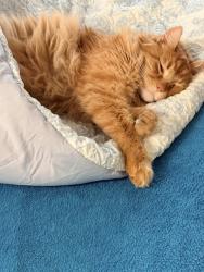 Lost Male Cat last seen Laurel Park, McKinley N Avenue H, Krall, and Reserve, Boise, ID 83712