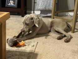 Lost Female Dog last seen Daily Mill rd, McDonough, GA 30253