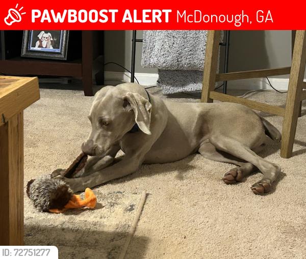 Lost Female Dog last seen Daily Mill rd, McDonough, GA 30253
