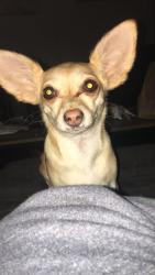 Lost Female Dog last seen Santee River dr , Florence, SC 29501