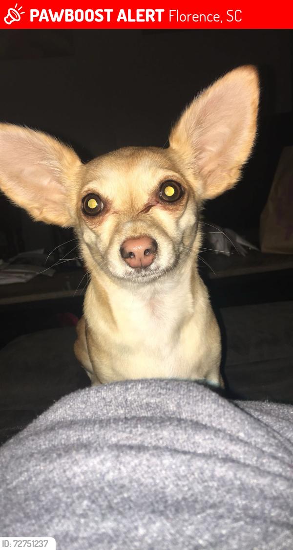 Lost Female Dog last seen Santee River dr , Florence, SC 29501