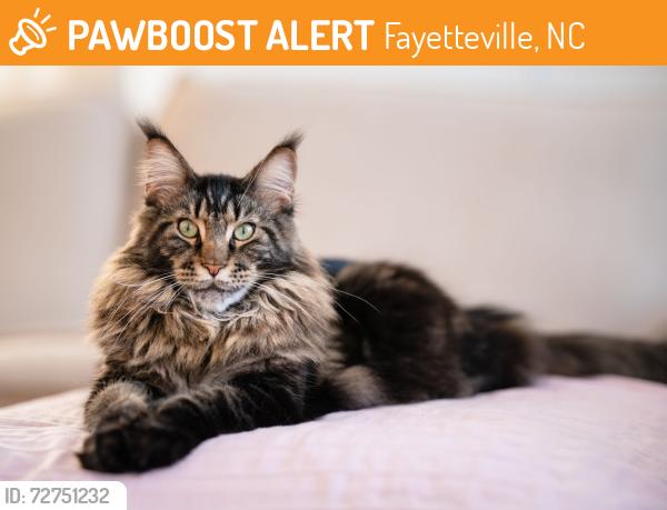 Found/Stray Unknown Cat last seen Near Tampa Ave Fayetteville NC 28311, Fayetteville, NC 28311