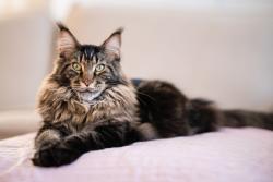 Found/Stray Unknown Cat last seen Near Tampa Ave Fayetteville NC 28311, Fayetteville, NC 28311