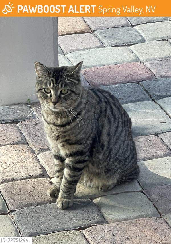 Found/Stray Unknown Cat last seen Cimarron and Tara, Spring Valley, NV 89117