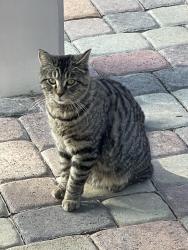 Found/Stray Unknown Cat last seen Cimarron and Tara, Spring Valley, NV 89117