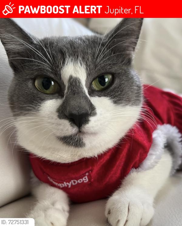 Lost Female Cat last seen Near 4th street orange ave , Jupiter, FL 33458