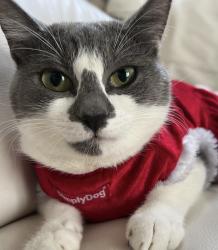 Lost Female Cat last seen Near 4th street orange ave , Jupiter, FL 33458