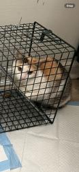 Lost Female Cat last seen RHF parking lot, Chattanooga, TN 37415