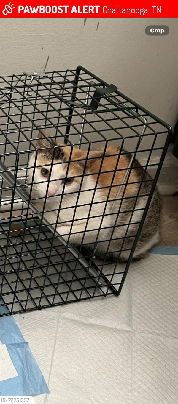 Lost Female Cat last seen RHF parking lot, Chattanooga, TN 37415
