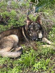 Found/Stray Male Dog last seen Fairmount neighborhood, Fort Worth, TX 76102