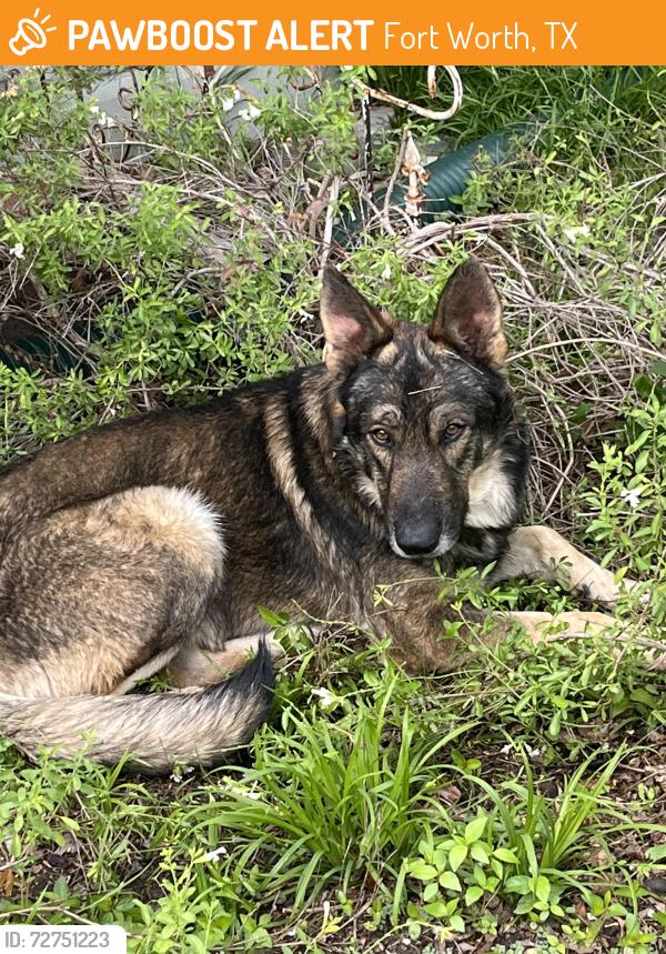Found/Stray Male Dog last seen Fairmount neighborhood, Fort Worth, TX 76102