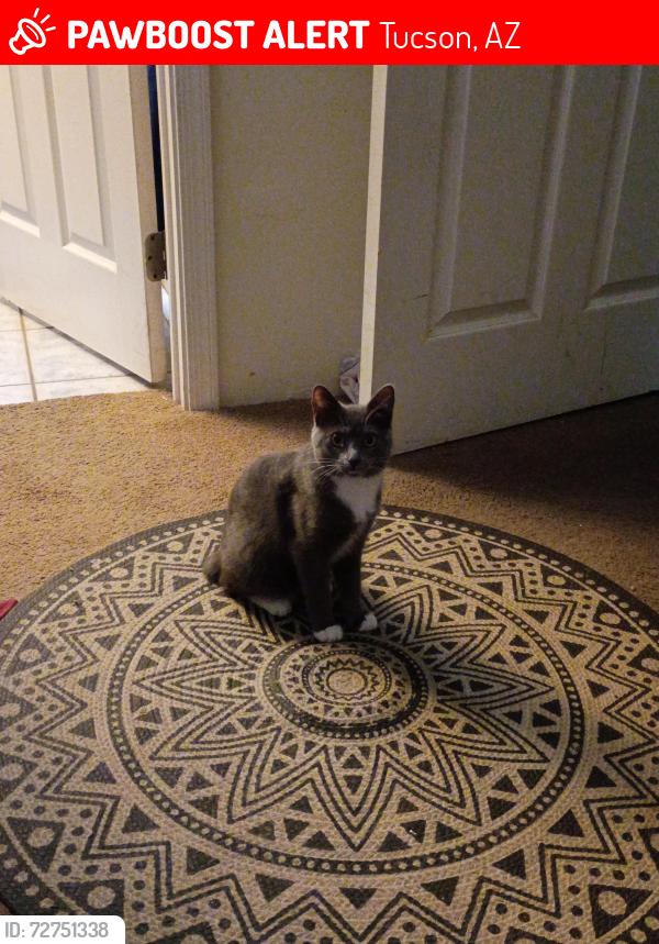 Lost Female Cat last seen Old Spanish trail and Camino seco, Tucson, AZ 85710