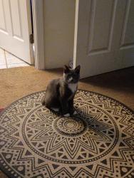 Lost Female Cat last seen Old Spanish trail and Camino seco, Tucson, AZ 85710