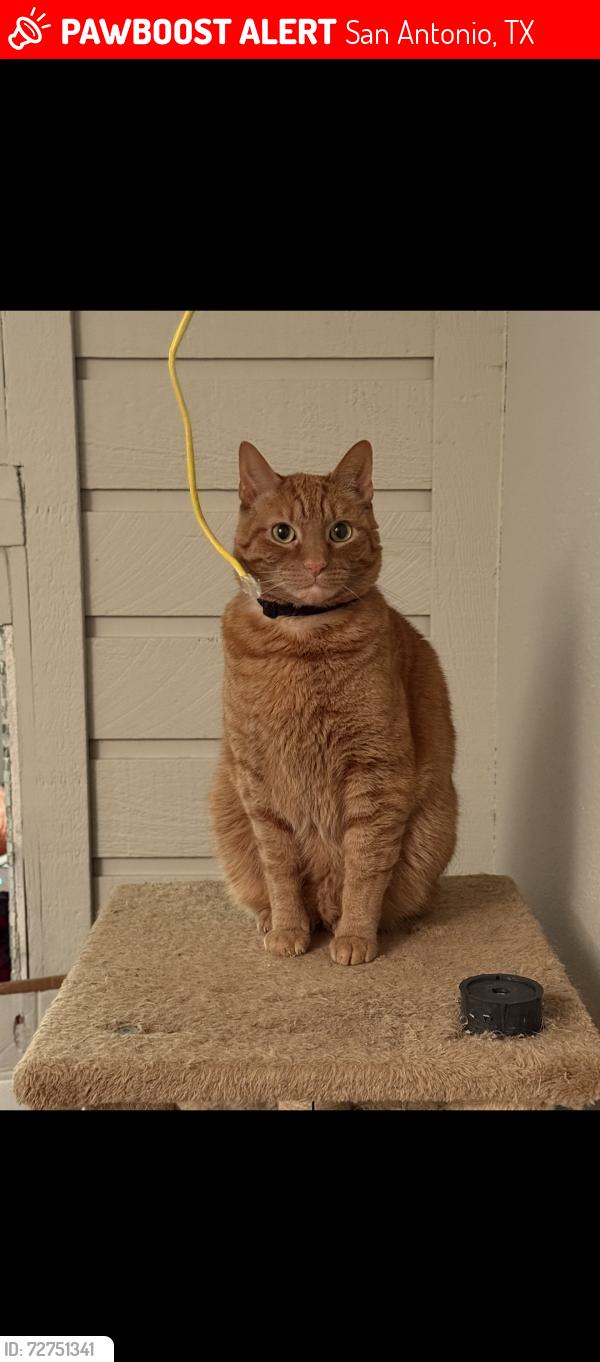 Lost Male Cat last seen Bitters, Next to Sonic,, San Antonio, TX 78216