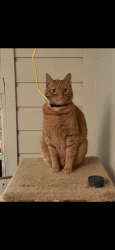 Lost Male Cat last seen Bitters, Next to Sonic,, San Antonio, TX 78216
