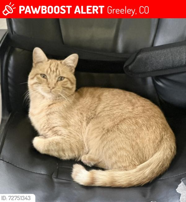 Lost Male Cat last seen 46th Avenue & F Street, Greeley, CO 80631
