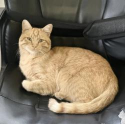 Lost Male Cat last seen 46th Avenue & F Street, Greeley, CO 80631