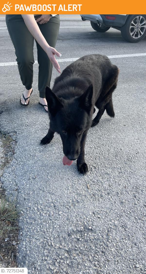 Found/Stray Female Dog last seen SW 296 street and krome Ave hmstd FL, Miami-Dade County, FL 33030