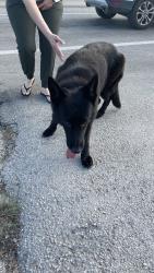 Found/Stray Female Dog last seen SW 296 street and krome Ave hmstd FL, Miami-Dade County, FL 33030