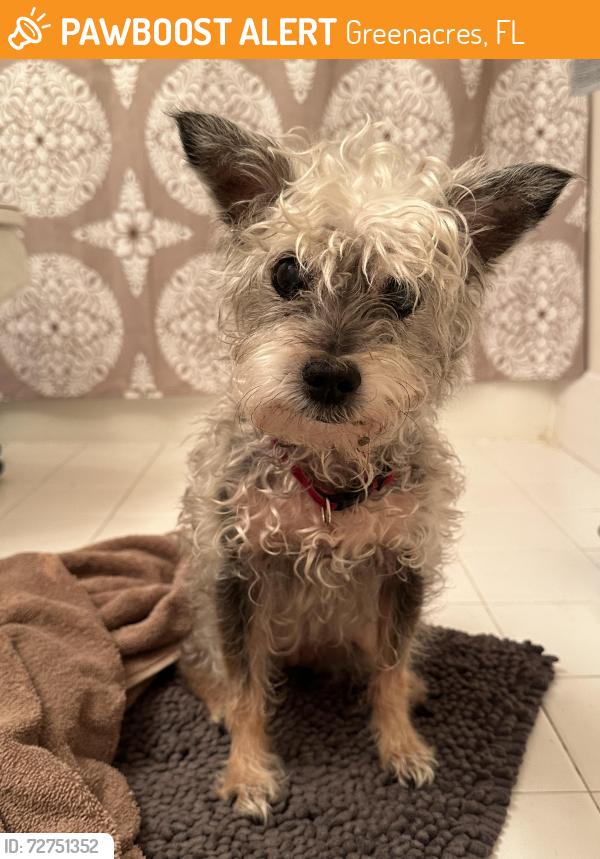 Found/Stray Female Dog last seen chelsea common apmts , Greenacres, FL 33463