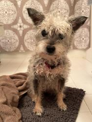 Found/Stray Female Dog last seen chelsea common apmts , Greenacres, FL 33463