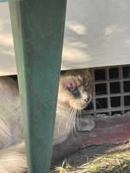 Found/Stray Unknown Cat last seen Route 1 near Dundas Rd, Bensley, VA 23237