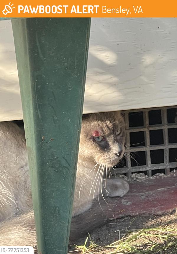 Found/Stray Unknown Cat last seen Route 1 near Dundas Rd, Bensley, VA 23237