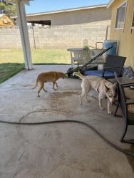 Found/Stray Female Dog last seen Washington Ave and Marion, Las Vegas, NV 89110