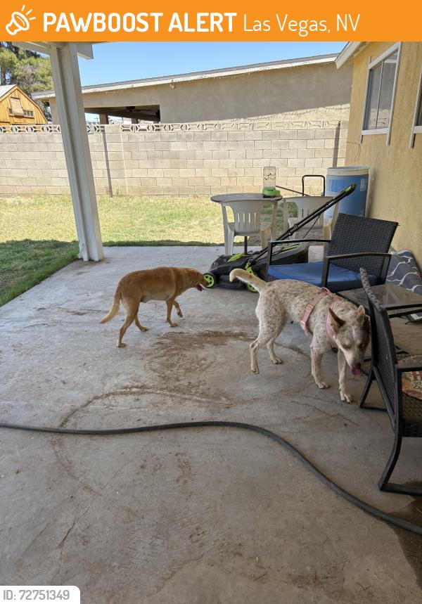 Found/Stray Female Dog last seen Washington Ave and Marion, Las Vegas, NV 89110