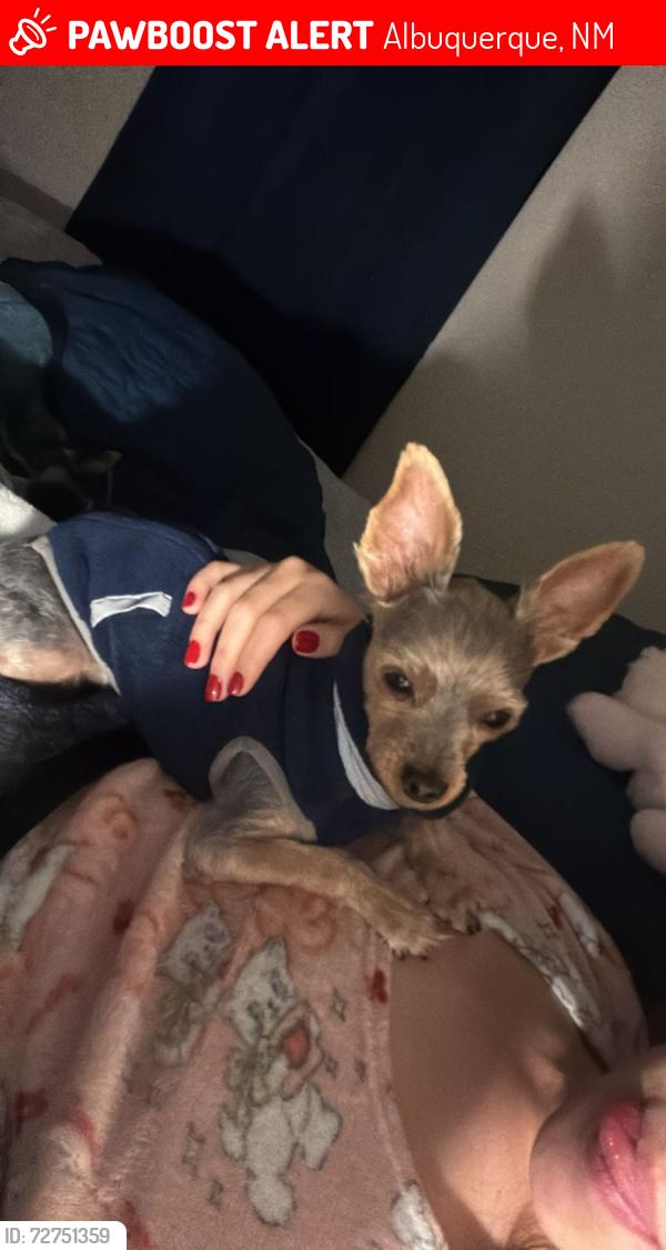 Lost Male Dog last seen Central y 58, Albuquerque, NM 87105