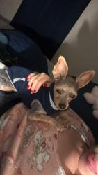 Lost Male Dog last seen Central y 58, Albuquerque, NM 87105