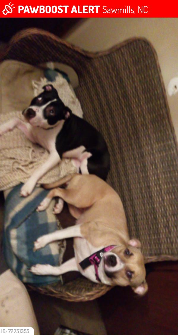 Lost Female Dog last seen Last known location was at pds superette, Sawmills, NC 28638