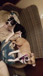 Lost Female Dog last seen Last known location was at pds superette, Sawmills, NC 28638