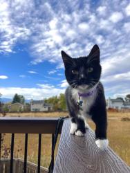 Lost Female Cat last seen Burntwood Way and Highlands Ranch Pkwy, Littleton, CO 80126
