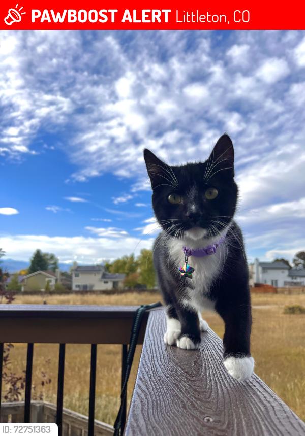 Lost Female Cat last seen Burntwood Way and Highlands Ranch Pkwy, Littleton, CO 80126