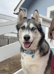 Lost Male Dog last seen County rd 55, and Hwy 392 , Gill, CO 80624