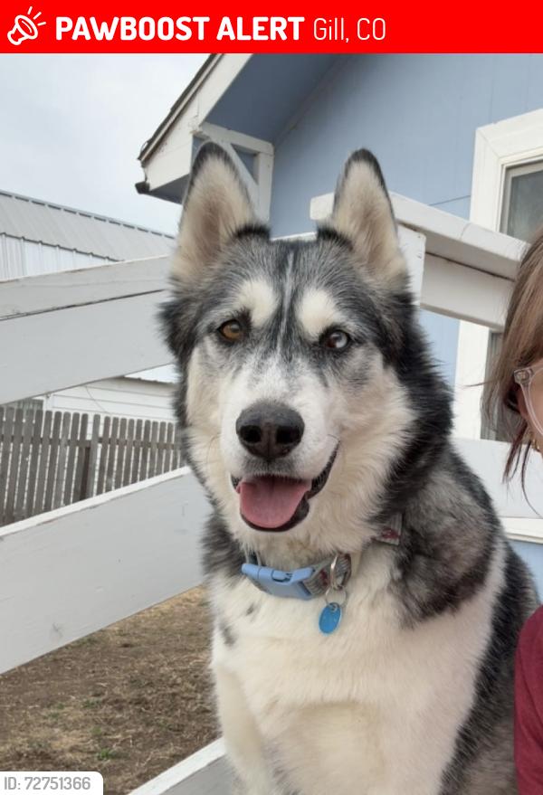 Lost Male Dog last seen County rd 55, and Hwy 392 , Gill, CO 80624